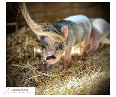 American Mini Pigs